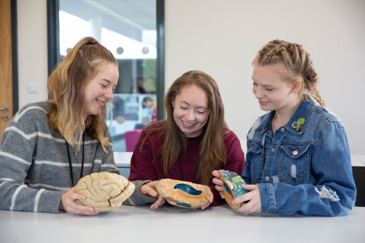Students looking at a brain model